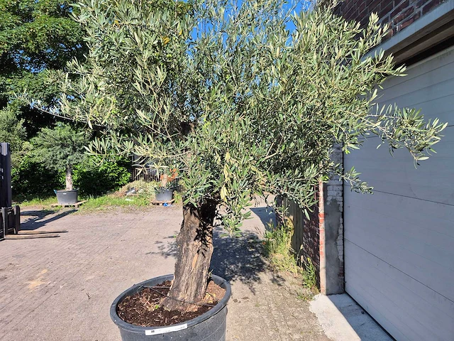 Olijfboom old skin - olea europaea - ca. 50 jaar oud - hoogte ca. 300 cm - afbeelding 6 van  6