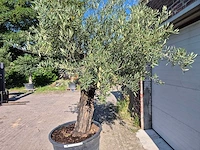 Olijfboom old skin - olea europaea - ca. 50 jaar oud - hoogte ca. 300 cm - afbeelding 6 van  6