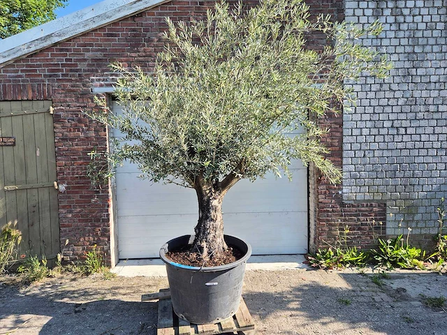 Olijfboom old skin - olea europaea - ca. 50 jaar oud - hoogte ca. 300 cm - afbeelding 1 van  5