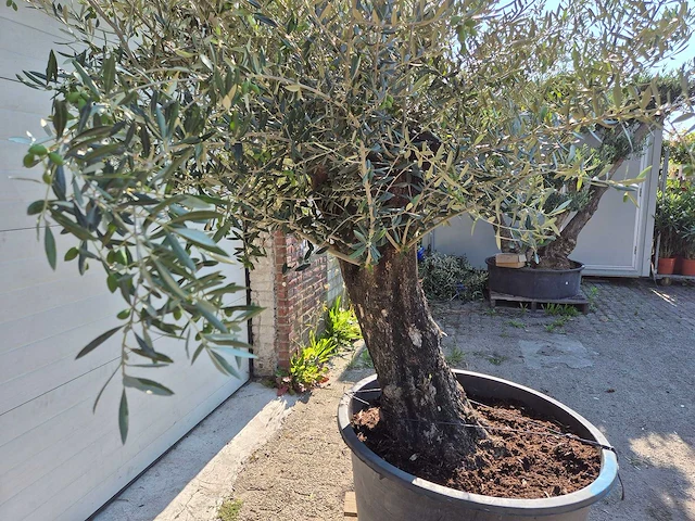 Olijfboom old skin - olea europaea - ca. 50 jaar oud - hoogte ca. 300 cm - afbeelding 2 van  5