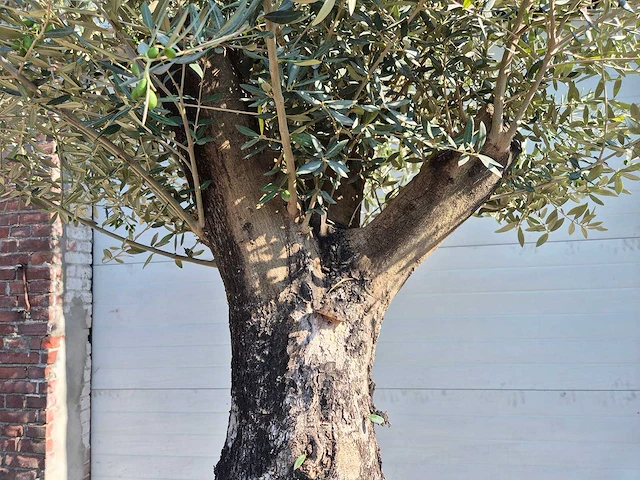 Olijfboom old skin - olea europaea - ca. 50 jaar oud - hoogte ca. 300 cm - afbeelding 3 van  5