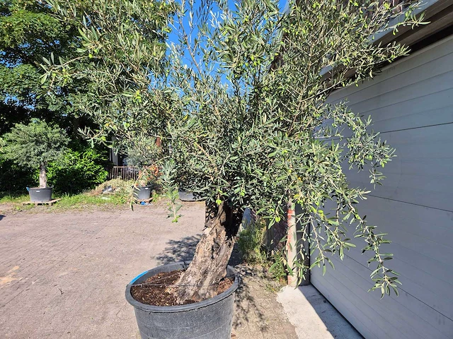 Olijfboom old skin - olea europaea - ca. 50 jaar oud - hoogte ca. 300 cm - afbeelding 4 van  5