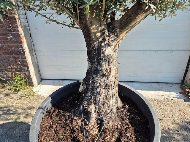 Olijfboom old skin - olea europaea - ca. 50 jaar oud - hoogte ca. 300 cm - afbeelding 5 van  5