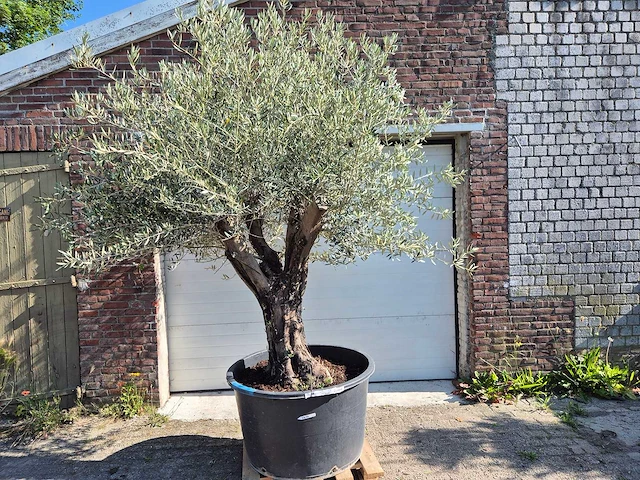 Olijfboom old skin - olea europaea - ca. 50 jaar oud - hoogte ca. 300 cm - afbeelding 1 van  7