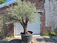 Olijfboom old skin - olea europaea - ca. 50 jaar oud - hoogte ca. 300 cm - afbeelding 1 van  7
