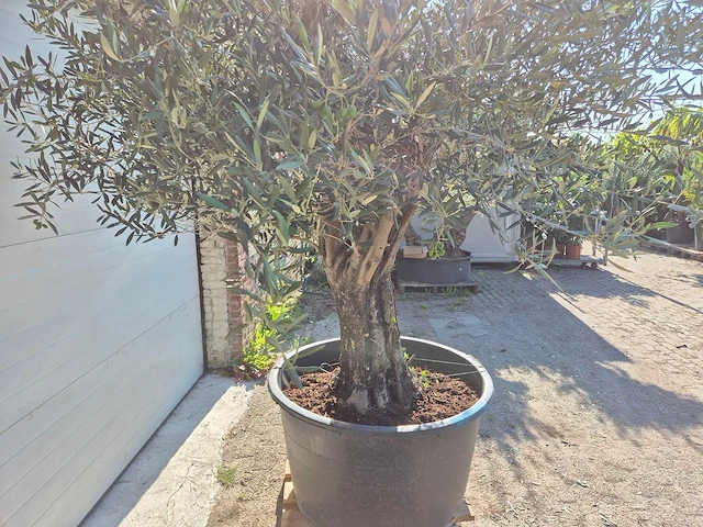 Olijfboom old skin - olea europaea - ca. 50 jaar oud - hoogte ca. 300 cm - afbeelding 2 van  7