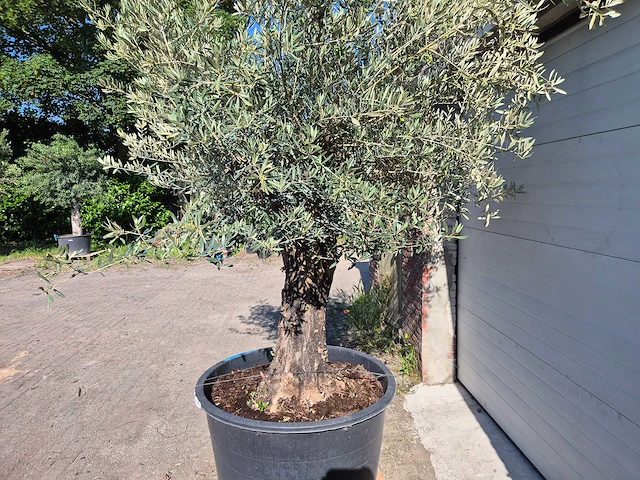 Olijfboom old skin - olea europaea - ca. 50 jaar oud - hoogte ca. 300 cm - afbeelding 3 van  7