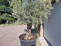 Olijfboom old skin - olea europaea - ca. 50 jaar oud - hoogte ca. 300 cm - afbeelding 3 van  7