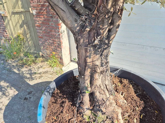 Olijfboom old skin - olea europaea - ca. 50 jaar oud - hoogte ca. 300 cm - afbeelding 4 van  7
