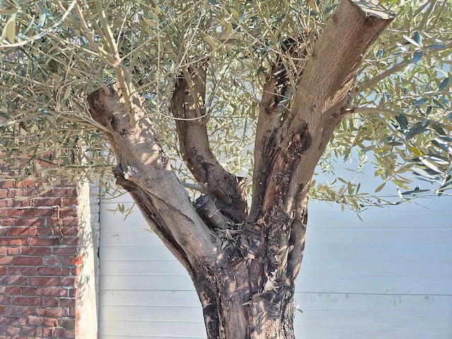 Olijfboom old skin - olea europaea - ca. 50 jaar oud - hoogte ca. 300 cm - afbeelding 5 van  7