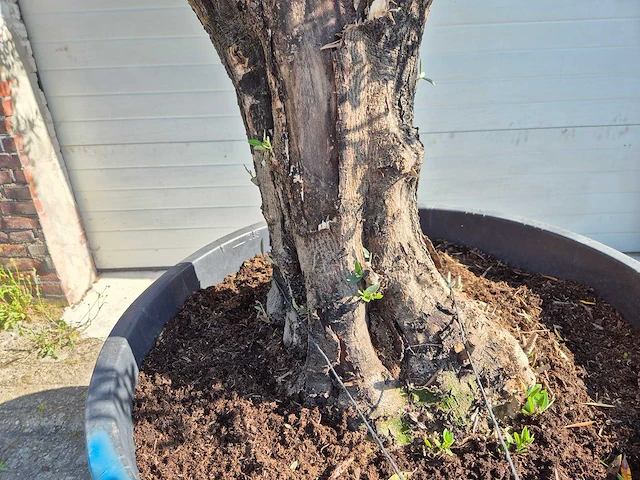 Olijfboom old skin - olea europaea - ca. 50 jaar oud - hoogte ca. 300 cm - afbeelding 6 van  7