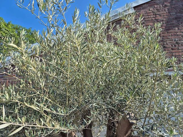Olijfboom old skin - olea europaea - ca. 50 jaar oud - hoogte ca. 300 cm - afbeelding 7 van  7