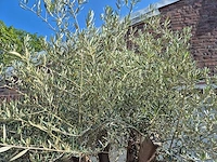 Olijfboom old skin - olea europaea - ca. 50 jaar oud - hoogte ca. 300 cm - afbeelding 7 van  7