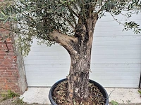 Olijfboom old skin - olea europaea - ca. 50 jaar oud - hoogte ca. 300 cm - afbeelding 2 van  5