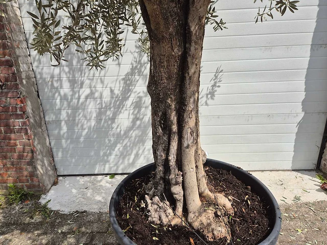 Olijfboom old skin - olea europaea - ca. 50 jaar oud - hoogte ca. 300 cm - afbeelding 2 van  4