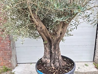 Olijfboom old skin - olea europaea - ca. 50 jaar oud - hoogte ca. 300 cm - afbeelding 2 van  6