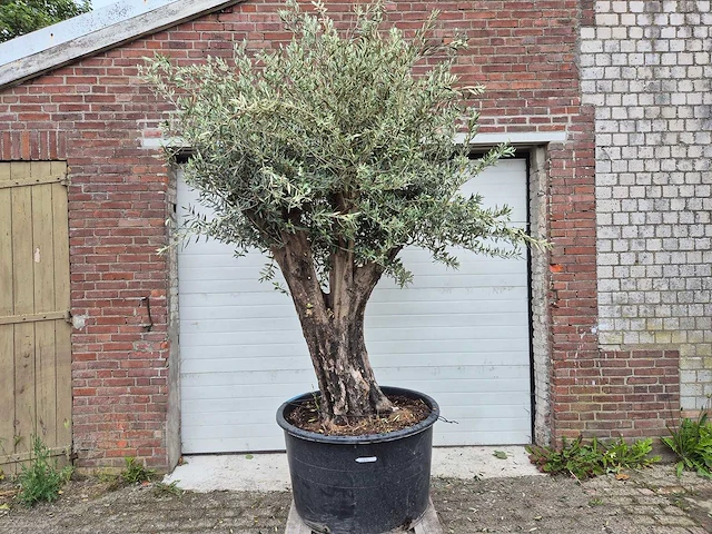 Olijfboom old skin - olea europaea - ca. 50 jaar oud - hoogte ca. 300 cm - afbeelding 1 van  6