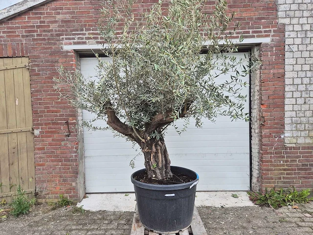 Olijfboom old skin - olea europaea - ca. 50 jaar oud - hoogte ca. 300 cm - afbeelding 1 van  4