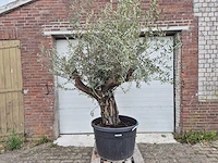 Olijfboom old skin - olea europaea - ca. 50 jaar oud - hoogte ca. 300 cm - afbeelding 1 van  4