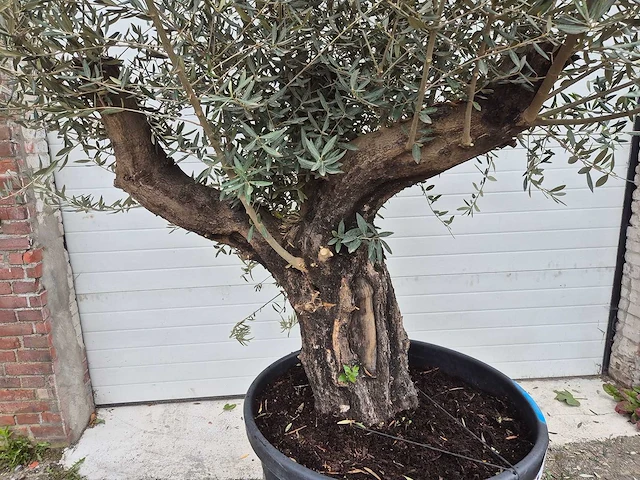 Olijfboom old skin - olea europaea - ca. 50 jaar oud - hoogte ca. 300 cm - afbeelding 2 van  4