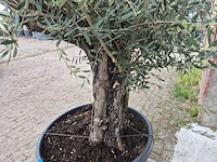 Olijfboom old skin - olea europaea - ca. 50 jaar oud - hoogte ca. 300 cm - afbeelding 3 van  4