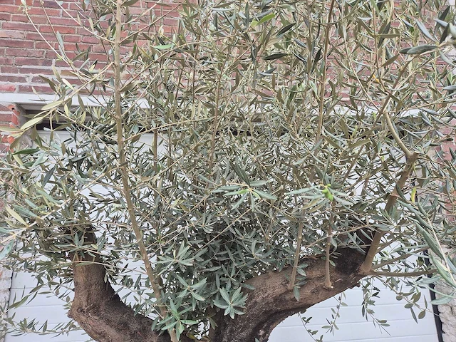Olijfboom old skin - olea europaea - ca. 50 jaar oud - hoogte ca. 300 cm - afbeelding 4 van  4