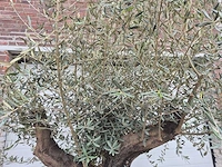 Olijfboom old skin - olea europaea - ca. 50 jaar oud - hoogte ca. 300 cm - afbeelding 4 van  4