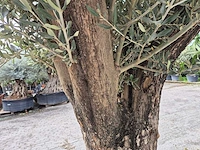 Olijfboom old skin - olea europaea - hoogte ca. 300 cm - afbeelding 4 van  5