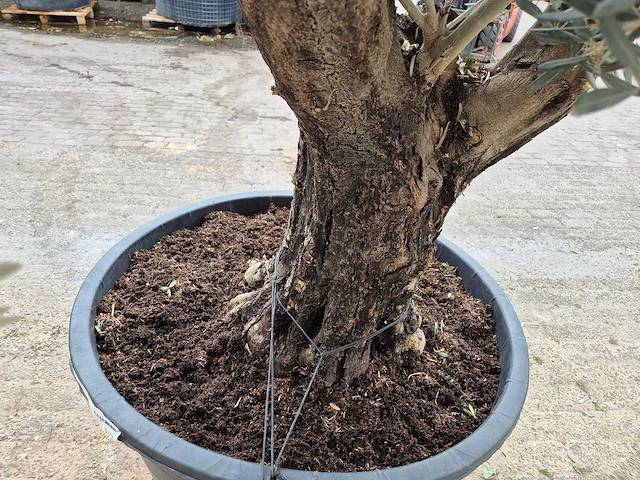 Olijfboom old skin - olea europaea - hoogte ca. 300 cm - afbeelding 3 van  5