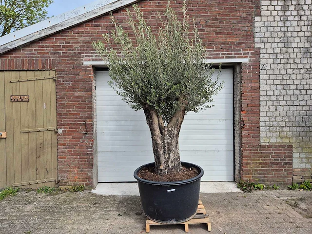 Olijfboom old skin - olea europaea - hoogte ca. 300 cm - afbeelding 1 van  5