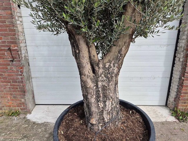 Olijfboom old skin - olea europaea - hoogte ca. 300 cm - afbeelding 2 van  5