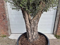 Olijfboom old skin - olea europaea - hoogte ca. 300 cm - afbeelding 2 van  5