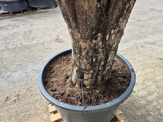 Olijfboom old skin - olea europaea - hoogte ca. 300 cm - afbeelding 3 van  5