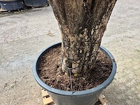 Olijfboom old skin - olea europaea - hoogte ca. 300 cm - afbeelding 3 van  5
