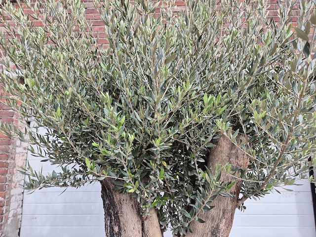 Olijfboom old skin - olea europaea - hoogte ca. 300 cm - afbeelding 5 van  5