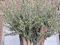 Olijfboom old skin - olea europaea - hoogte ca. 300 cm - afbeelding 5 van  5