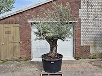 Olijfboom old skin - olea europaea - hoogte ca. 350 cm - afbeelding 1 van  5