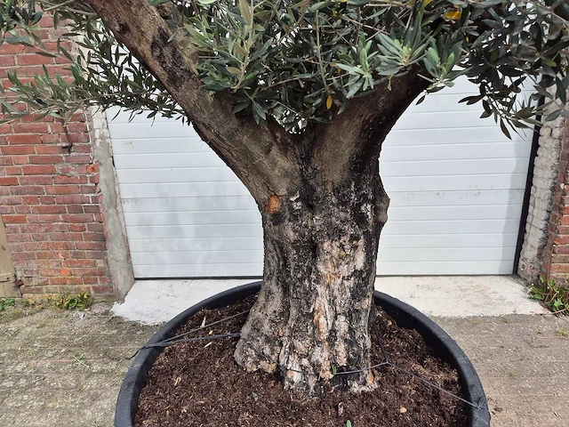 Olijfboom old skin - olea europaea - hoogte ca. 350 cm - afbeelding 2 van  5