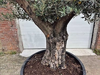 Olijfboom old skin - olea europaea - hoogte ca. 350 cm - afbeelding 2 van  5