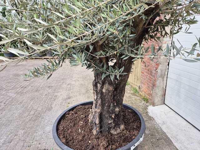 Olijfboom old skin - olea europaea - hoogte ca. 350 cm - afbeelding 3 van  5