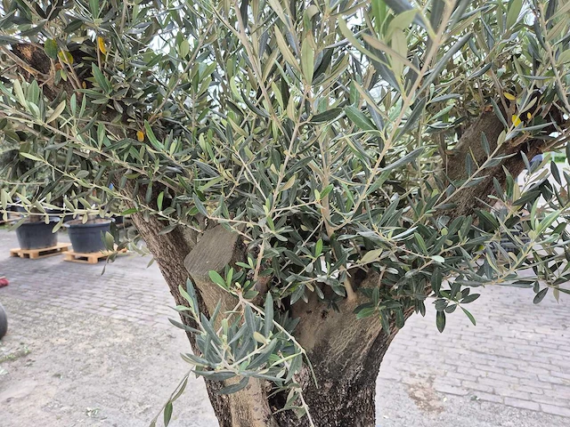 Olijfboom old skin - olea europaea - hoogte ca. 350 cm - afbeelding 4 van  5
