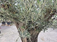 Olijfboom old skin - olea europaea - hoogte ca. 350 cm - afbeelding 4 van  5