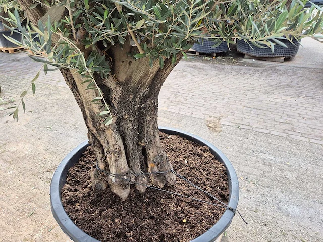 Olijfboom old skin - olea europaea - hoogte ca. 350 cm - afbeelding 5 van  5