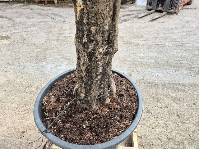 Olijfboom old skin - olea europaea - hoogte ca. 350 cm - afbeelding 3 van  5