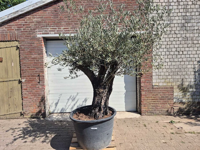 Olijfboom old trunk - olea europaea - 75 jaar oud - hoogte ca. 250 cm - afbeelding 1 van  5