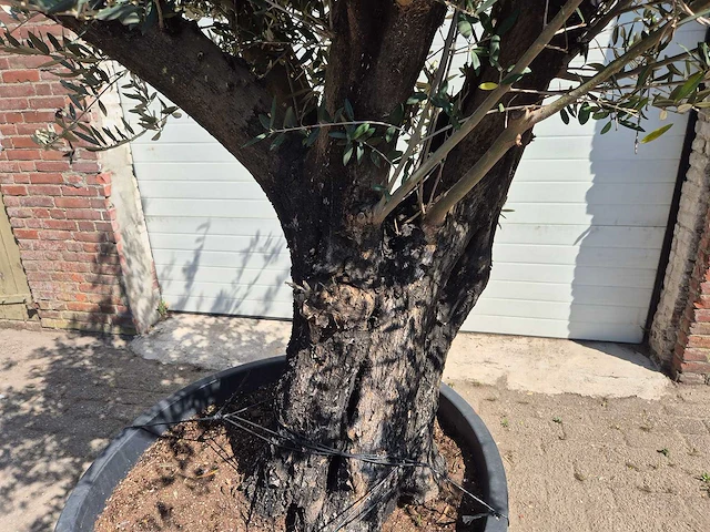 Olijfboom old trunk - olea europaea - 75 jaar oud - hoogte ca. 250 cm - afbeelding 2 van  5