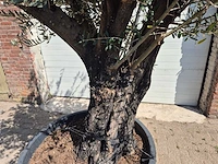 Olijfboom old trunk - olea europaea - 75 jaar oud - hoogte ca. 250 cm - afbeelding 2 van  5