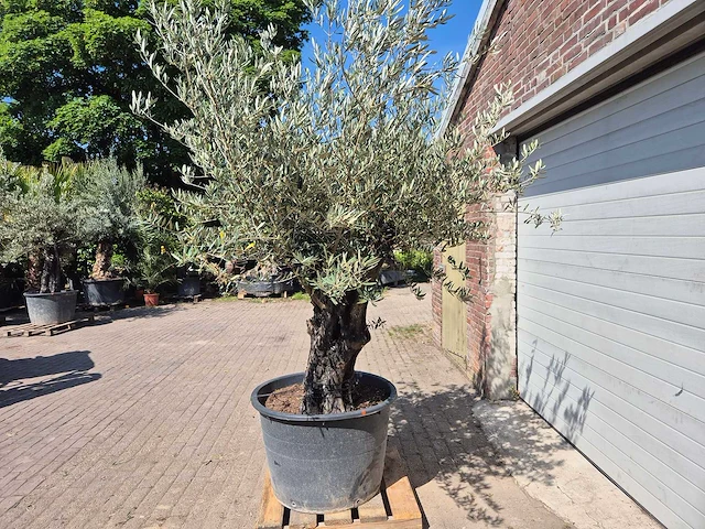 Olijfboom old trunk - olea europaea - 75 jaar oud - hoogte ca. 250 cm - afbeelding 3 van  5