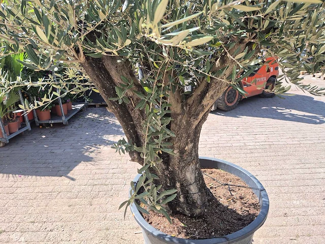 Olijfboom old trunk - olea europaea - 75 jaar oud - hoogte ca. 250 cm - afbeelding 4 van  5