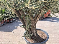 Olijfboom old trunk - olea europaea - 75 jaar oud - hoogte ca. 250 cm - afbeelding 4 van  5